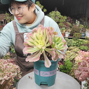 雨花石老桩2单 281 包邮