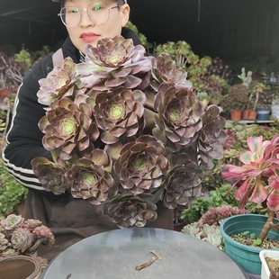 魅金玫瑰法师老桩1794