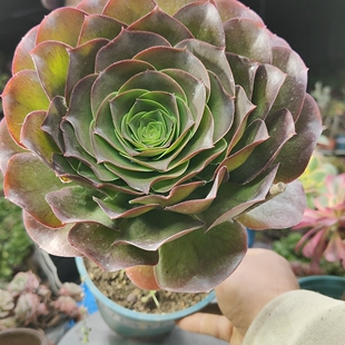 魅金玫瑰法师老桩1778