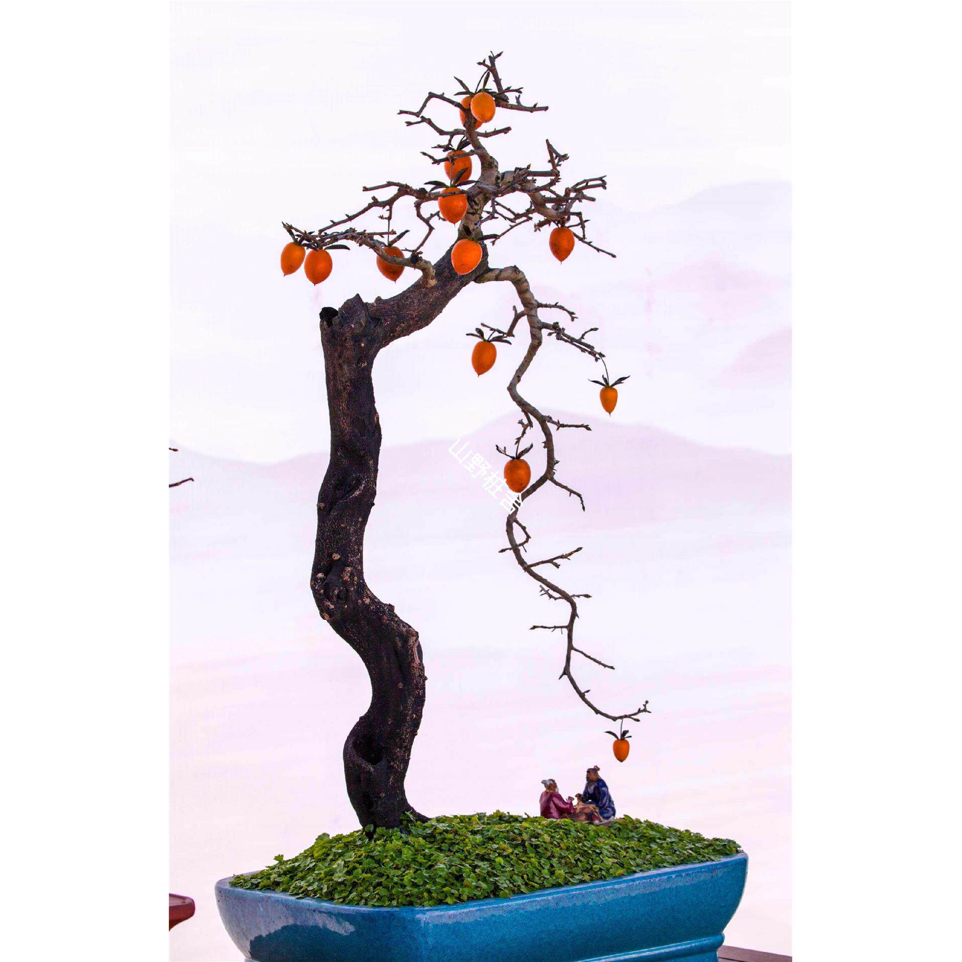 老鸦柿盆景素材老鸭柿生桩绿植盆栽新鲜室内室外庭院观果植物裸根