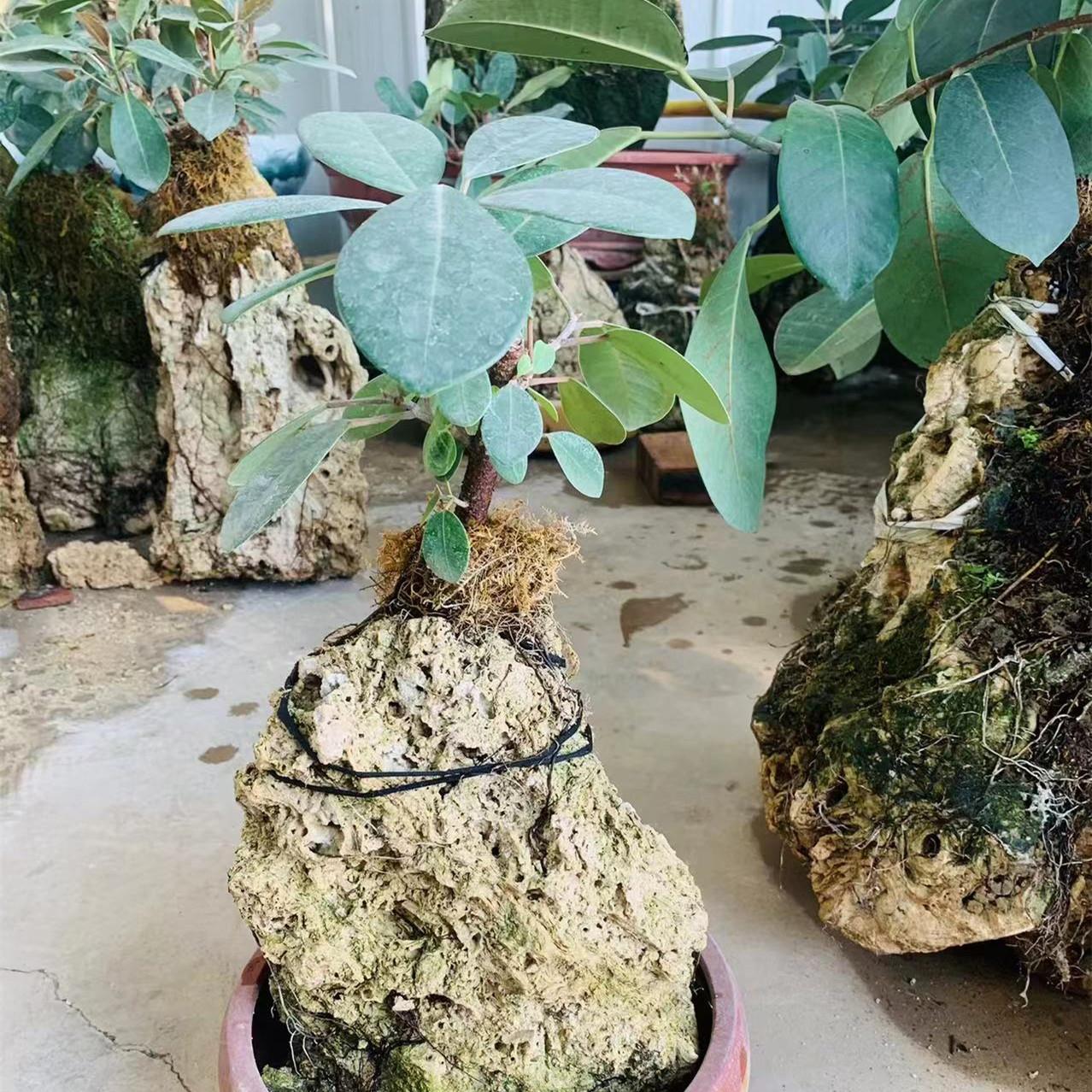 吸水新款石云南榕树清香木假培盆景好养植物小巧精致居家加湿包邮