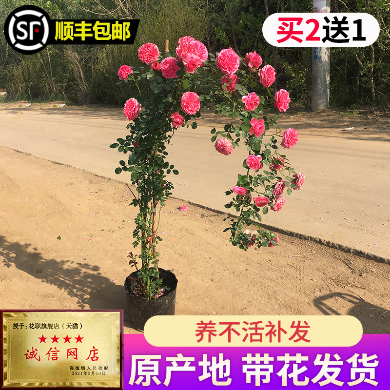 四季蔷薇花苗爬藤月季特大花浓香庭院藤本植物花卉盆栽玫瑰开不断-封面