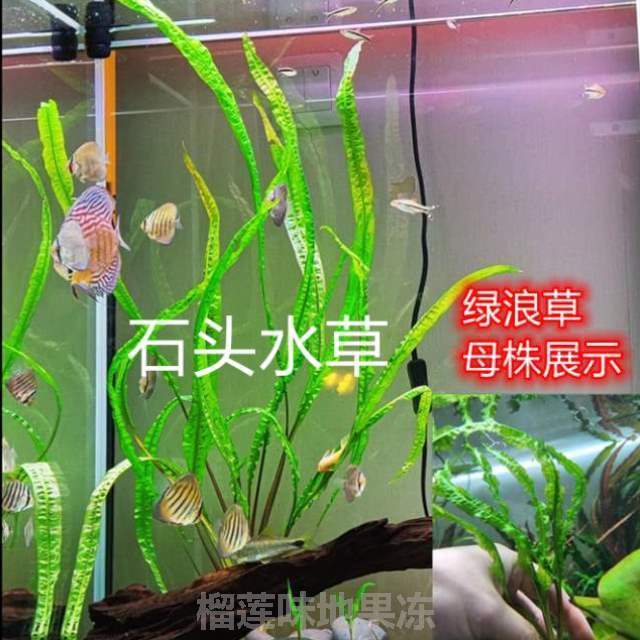 稀有叶龙阴性装饰草宽后景细叶主景鞭草水草龙鞭水草草#鱼缸草