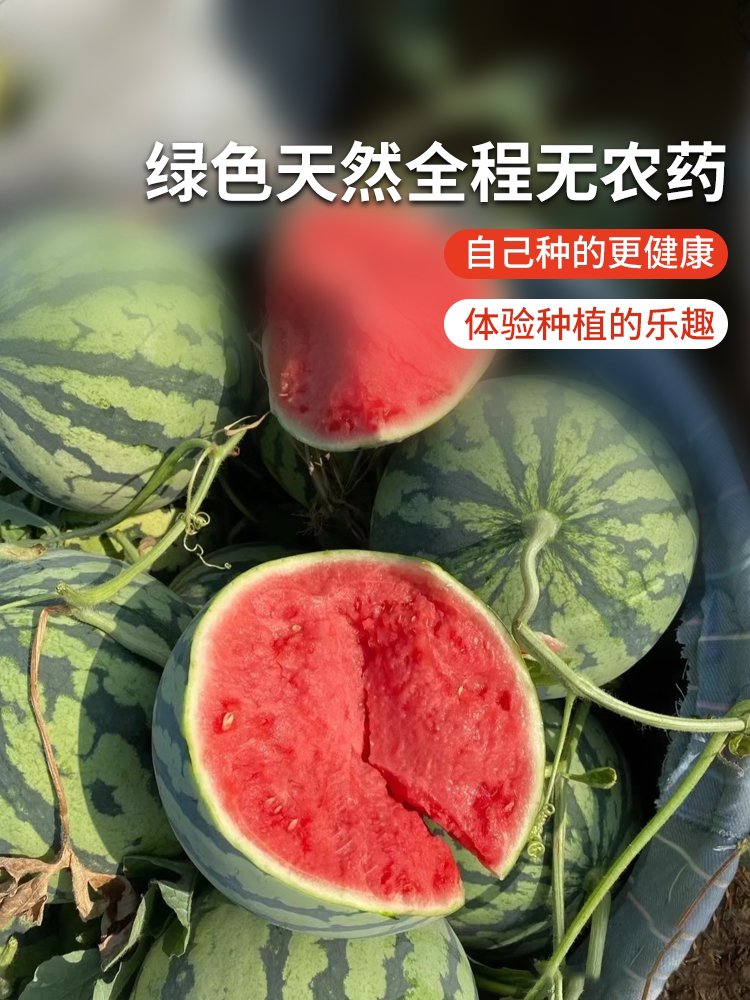 蔬菜种子水果香瓜8424西瓜哈密瓜种子甜瓜种籽盆栽种植瓜果