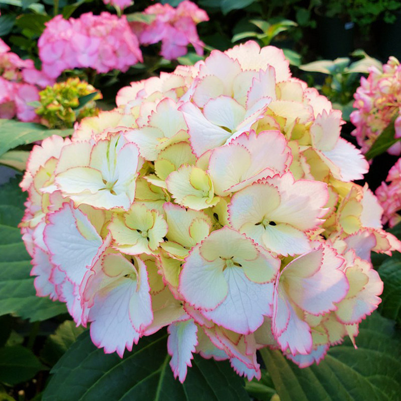 鸡尾酒大花绣球花苗庭院阳台花卉盆栽八仙花绣球花卉植物