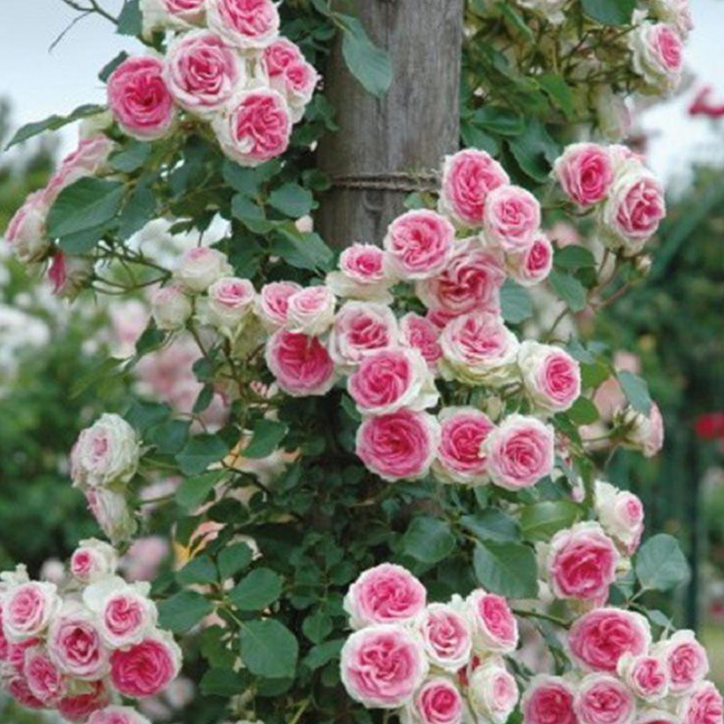 【九语】藤小伊藤本月季花苗庭院爬藤阳台植物花卉蔷薇四季开花