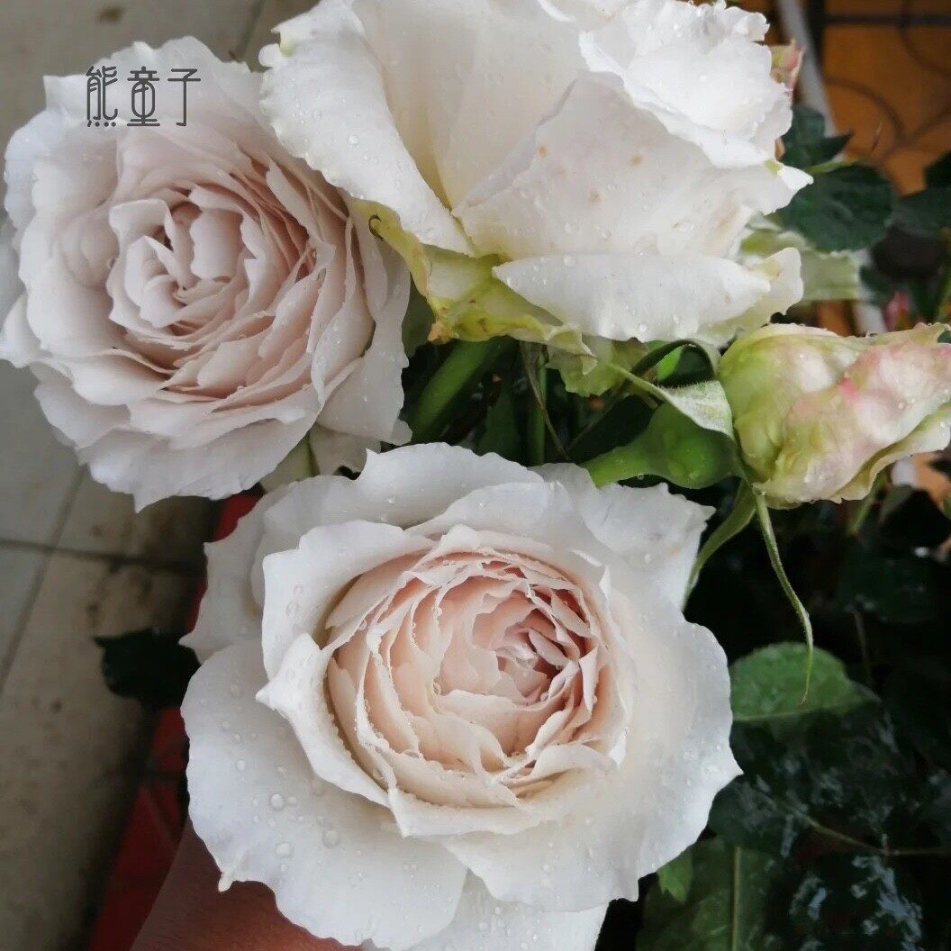 莎菲天使木本花卉阳台庭院楼四季