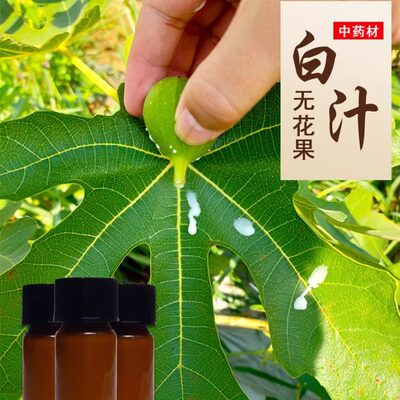 新鲜无花果白汁液现采纯液白汁乳汁无花果茎枝叶汁液现挤