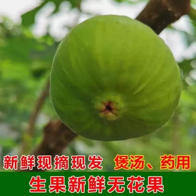 广西新鲜无花果青皮鲜果孕妇水果现摘发3斤青皮生无花果煲汤药用5,水产肉类/新鲜蔬果/熟食,无花果,淘宝优惠券,粉丝福利购,淘宝优惠卷