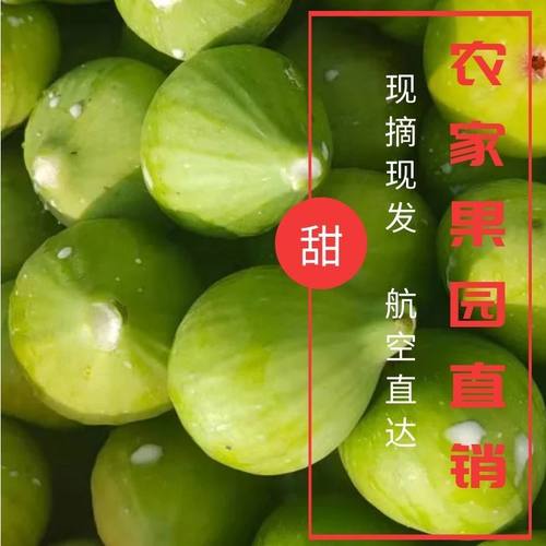 生无花果新鲜现摘不熟小青果