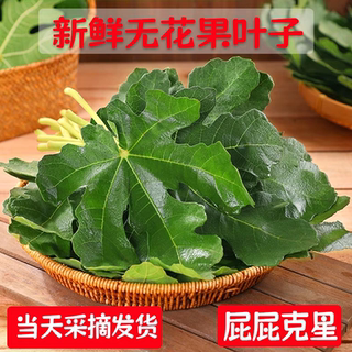 新鲜无花果叶子药用zhi疮熏洗现摘现发树叶500g保鲜产后坐浴包邮