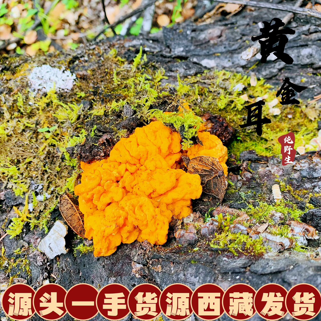 西藏直发 林芝特产大金 黄木耳 黄耳 脑耳 美味 野生高海拔金耳