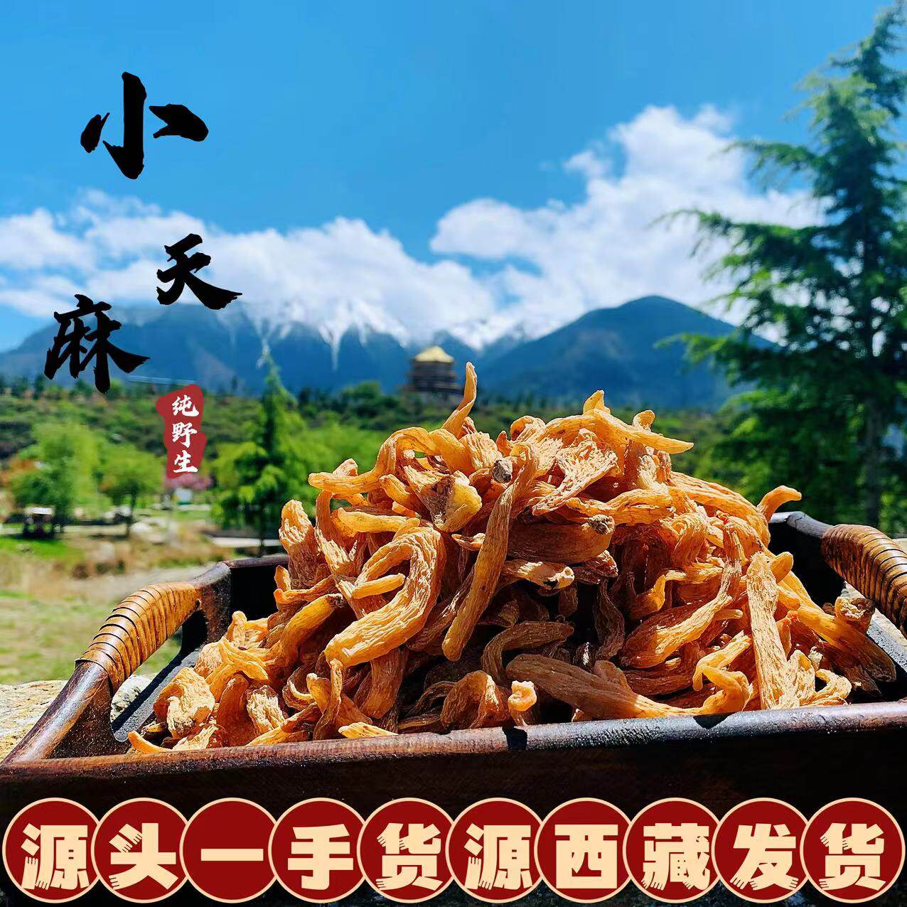 西藏直发林芝野外天麻新货高海拔无熏硫正宗冬小天麻实心干货包邮