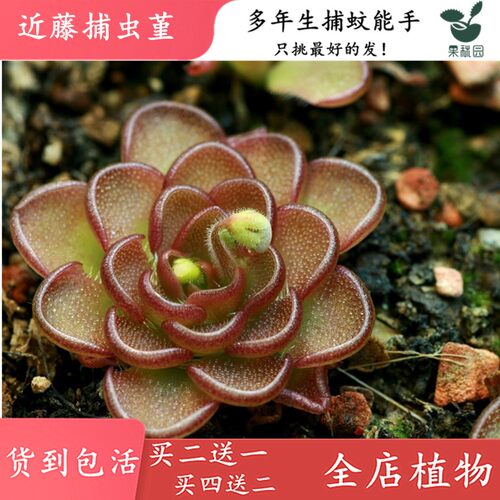 捕虫堇粘住虫子就跑不掉，外号小飞虫杀手！