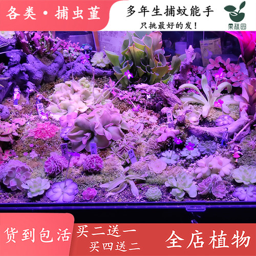 捕虫堇多肉食虫植物食虫草捕蝇草