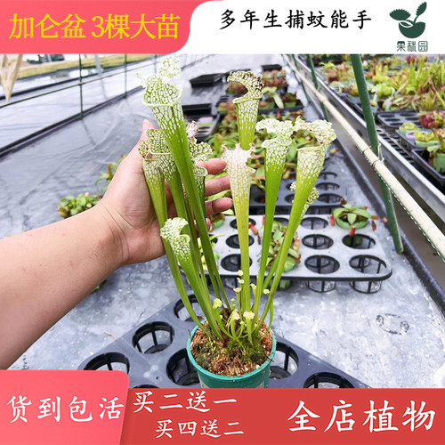 白瓶大苗3棵种加仑盆20-30厘米