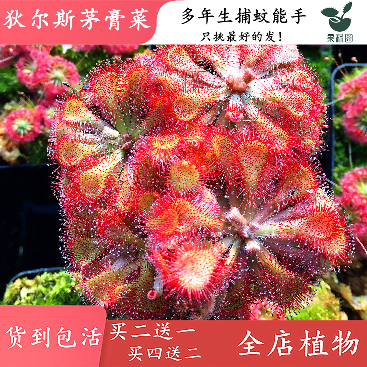 狄尔斯茅膏菜【食虫植物食虫驱蚊草捕蚊草食蚊草造景观趣味盆栽】