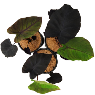 黑魔法芋头花园林造景观赏大气美化环境阳台庭院大型海芋带盆栽好