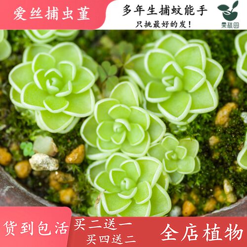 爱丝捕虫堇粘住水陆捕蚊雨林缸