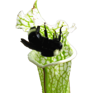 白瓶子草【大型食虫草造景观缸水陆双栖植物高大型瓶子食虫植物】