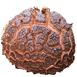 【南非龟甲龙】进口块根多肉植物 喜阴办公室带盆种好 可一物实拍