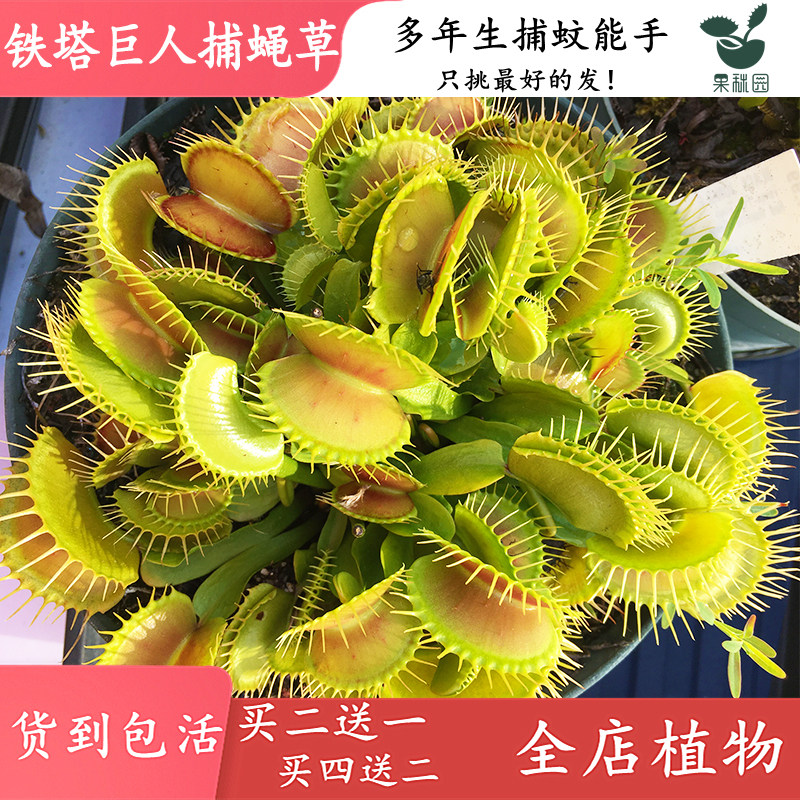 铁塔巨人捕蝇草 春夏季直立型大食虫植物四季驱蚊草捕蚊草捕虫草