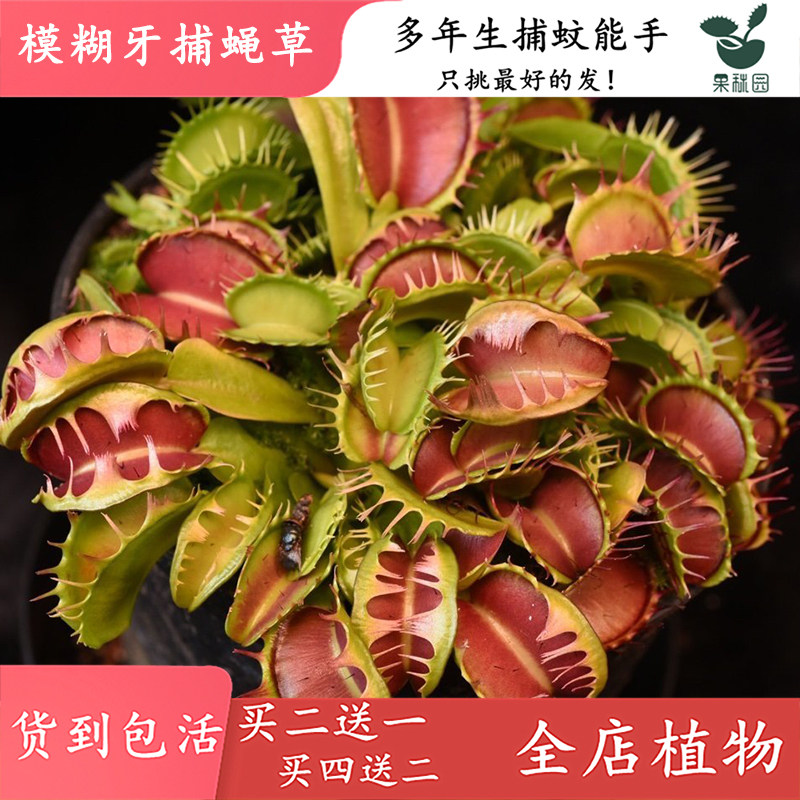 模糊牙捕蝇草【食虫植物牙齿融合品种景高端食虫草绿植花卉盆栽】