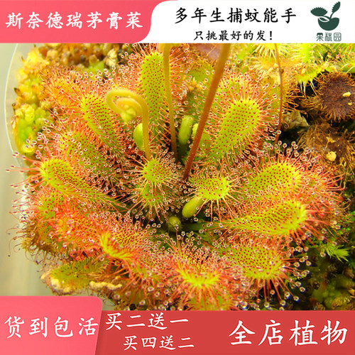 斯奈德瑞茅膏菜食虫植物食虫草