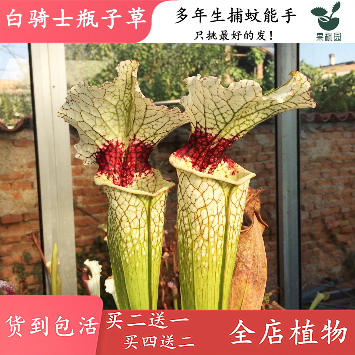 骑士瓶子草春季夏季窗台阳台