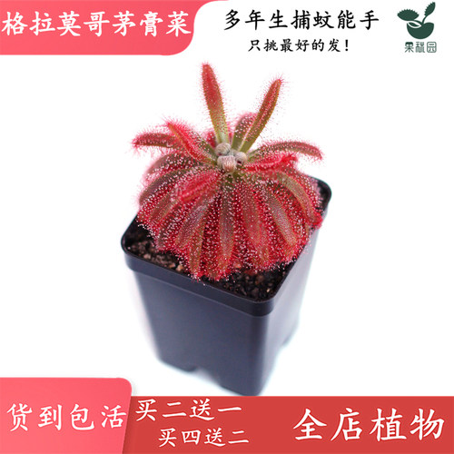 茅膏菜食虫植物鱼缸稀有绿植