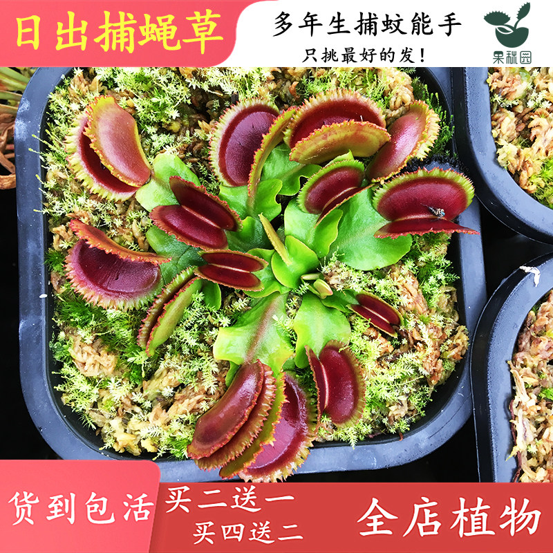 日出捕蝇草【高端稀有食虫植物大型捕虫草驱蚊草捕蚊草抓蚊苍蝇】