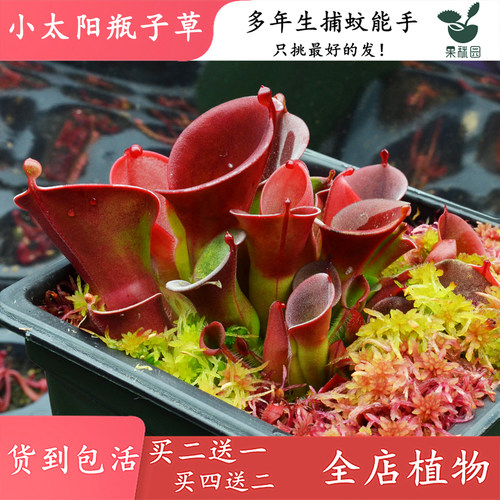 【小太阳瓶子草】高端食虫植物 稀有进口品种 捕虫草陆鱼缸造景观 - 封面