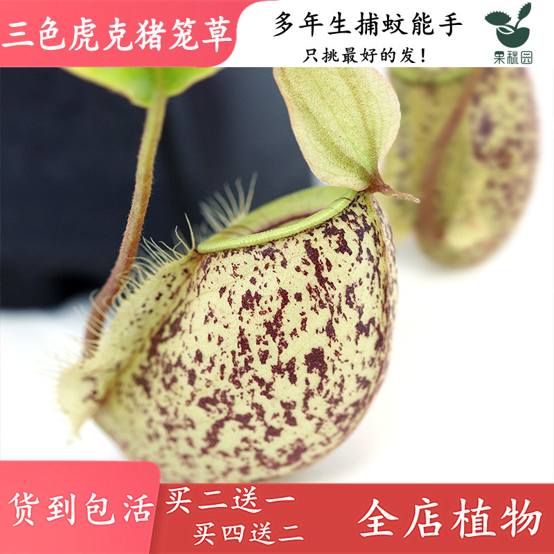 室内三色虎克猪笼草春季驱蚊草图片