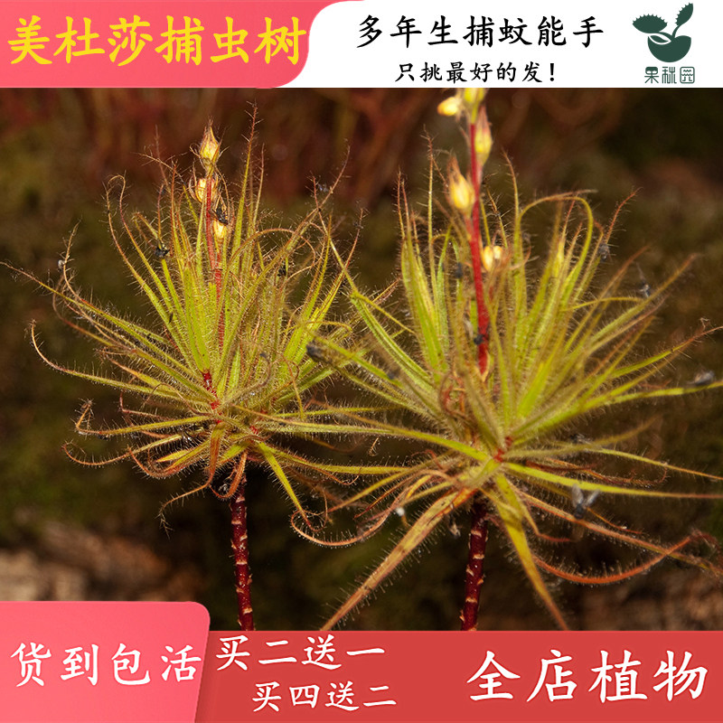 美杜莎捕虫堇食虫植物窗台