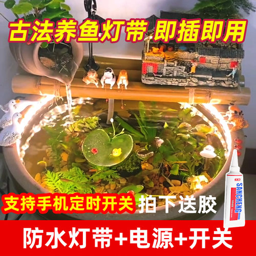 鱼池鱼缸防水LED灯带古法养鱼气氛灯低压24V矽胶水下户外泡水专用