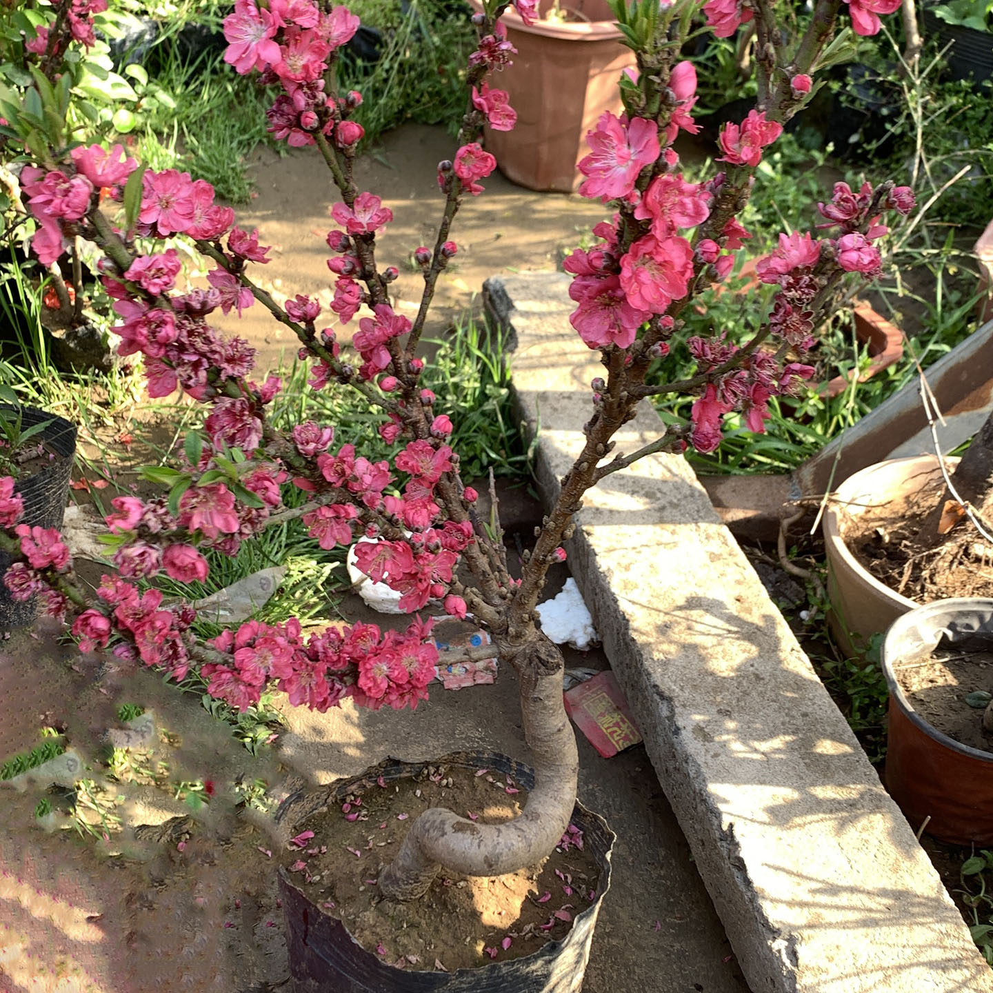 寿星桃花树活苗盆栽盆景赏花结果