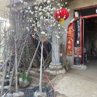 庭院玉兰花树苗紫黄娇红一号地栽嫁接大苗当年开花浓香花卉耐寒