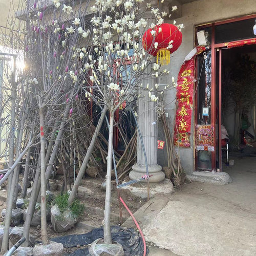 庭院玉兰花树苗紫黄娇红一号地栽嫁接大苗当年开花浓香花卉耐寒