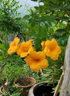 金黄色凌霄花树苗稀少品种爬藤盆栽地栽4公分粗大苗带土球发耐寒