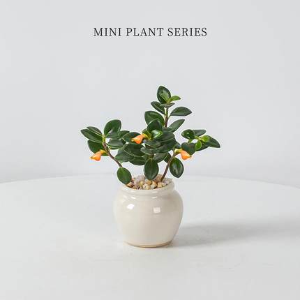 【茶室盆栽】迷你九里香金鱼花竹柏盆栽办公室内桌面植物好养绿植