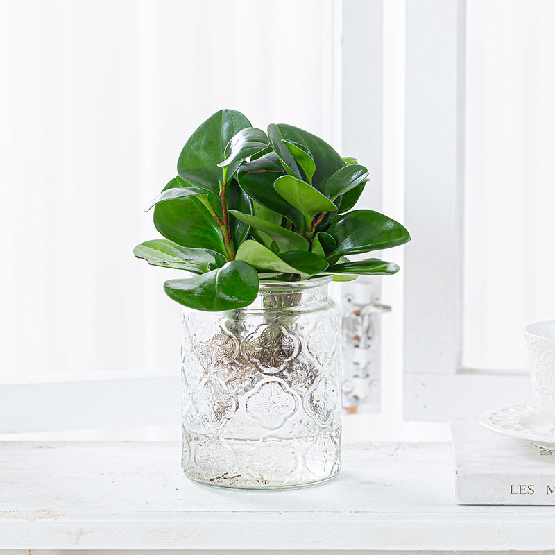 室内盆栽办公室水培水养植物花卉绿植小盆栽易养护四季常青