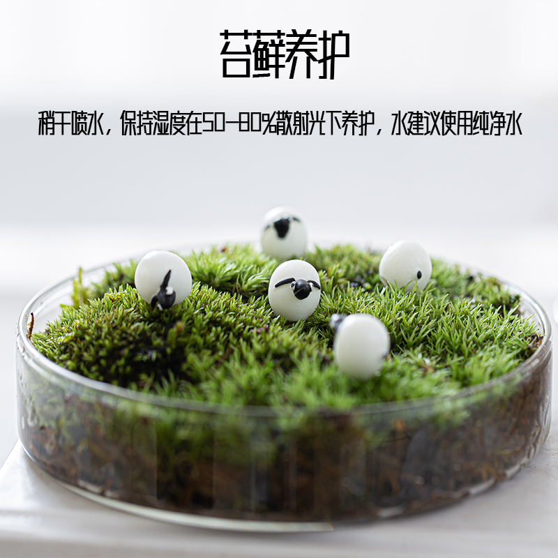 苔藓景观节日超级送礼盆景绿植趣味桌面植物创意摆件草坪