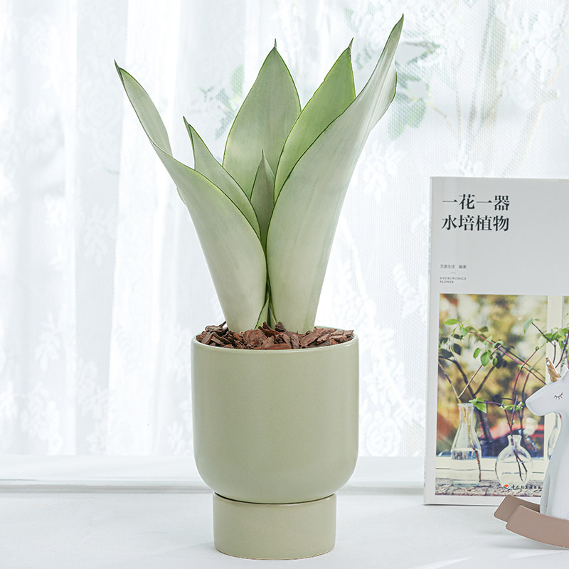 北欧植物白玉虎皮兰室内好养小盆栽桌面绿植吸甲醛净化空气