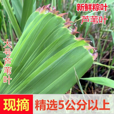 芦苇叶宽大新鲜野生 南通农家纯天然现摘粽叶包粽子非竹叶非箬叶