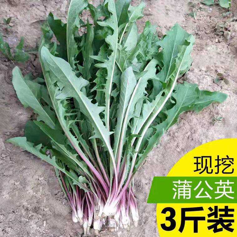江苏新鲜蒲公英野生现挖整颗带根带叶纯天然婆婆丁蘸酱当季野菜