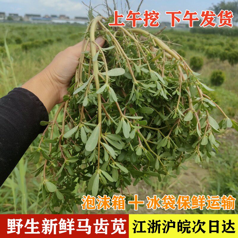 马齿苋新鲜现挖如皋野生马齿苋马蜂菜长寿菜野菜五行草当季蔬菜
