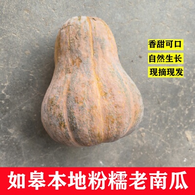 如皋特产新鲜粉糯老南瓜