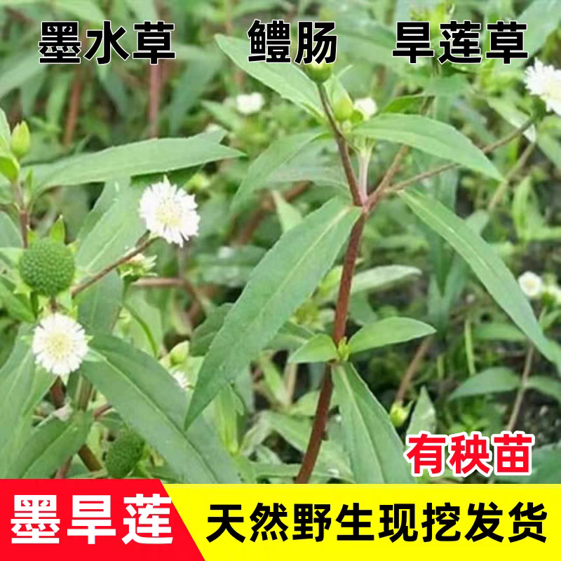 新鲜江苏如皋墨旱莲 旱莲草 鳢肠 墨水草天然野生中药材有秧苗