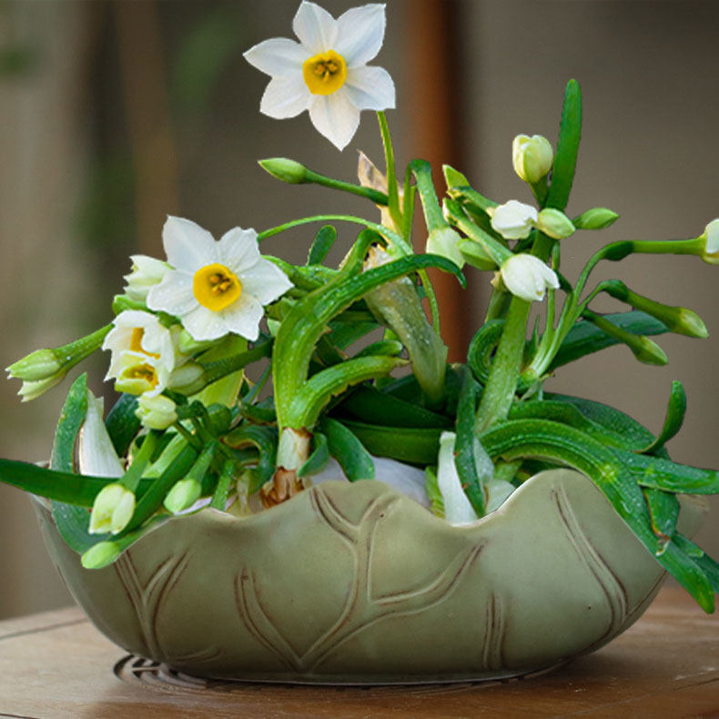 铜钱草水仙花花盆陶瓷大口径睡莲碗莲一叶莲无孔水培多肉盆景盆栽