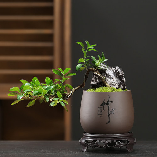 精品紫砂花盆盆景盆栽陶瓷